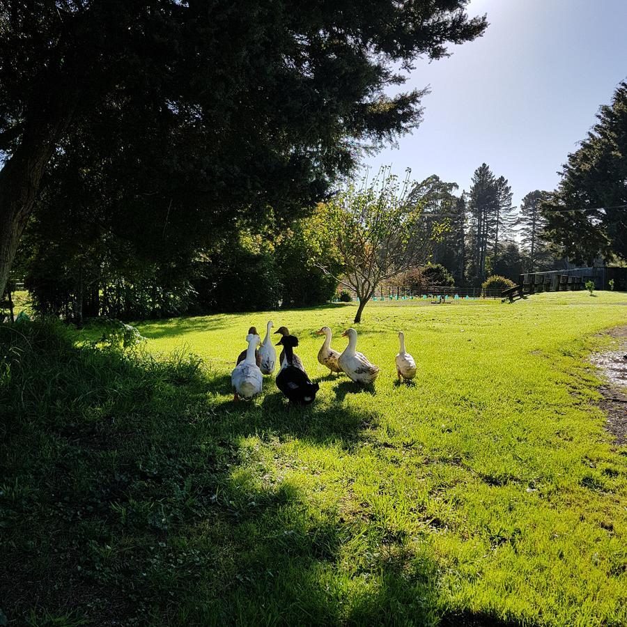 Poripori Homestead Tauranga Eksteriør bilde